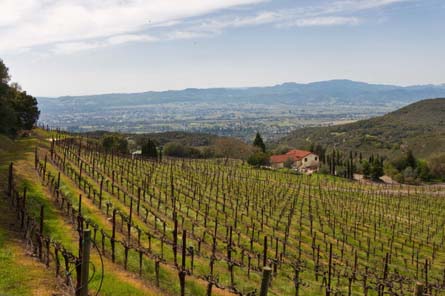 Napa Valley Vineyard and Winery For Sale - Wine Cave - Napa Valley - Wine Real Estate